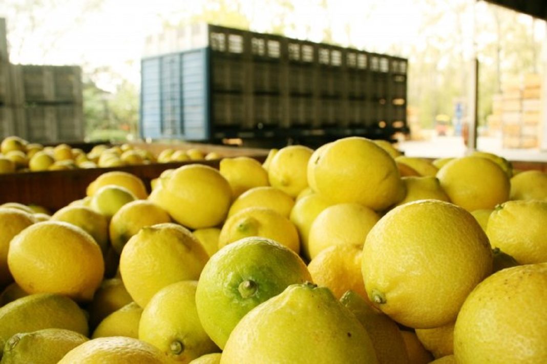 Estados Unidos importará limones argentinos a partir del 26 de mayo