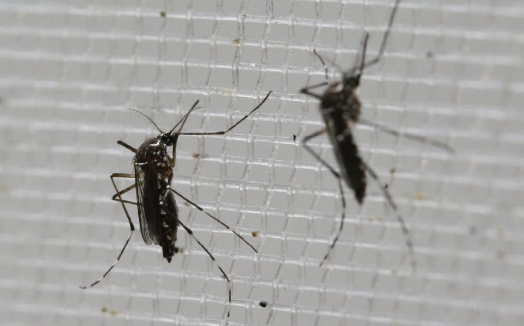Invasión de mosquitos, podría seguir durante un mes