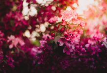 Aromas para el hogar: ¿Cómo hacer para que la casa huela bien? aromas para el hogar, aromatizadores de ambiente