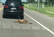 VIDEO: Ató un perro a su auto y lo arrastró por la ruta