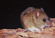 Declaran alerta epidemiológica en la Provincia tras el avance del hantavirus