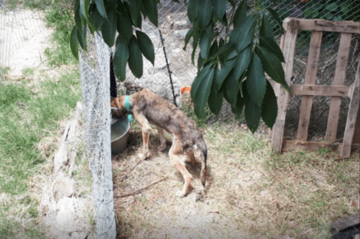 Ofrecen torturar y cremar animales a través de Mercado Libre