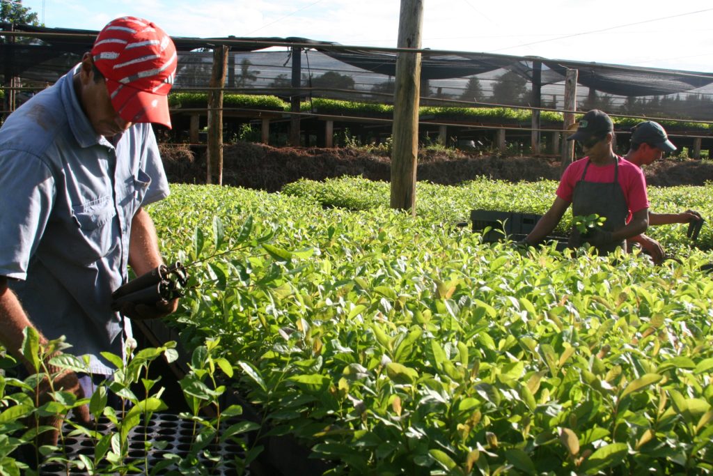 Productores de yerba mate