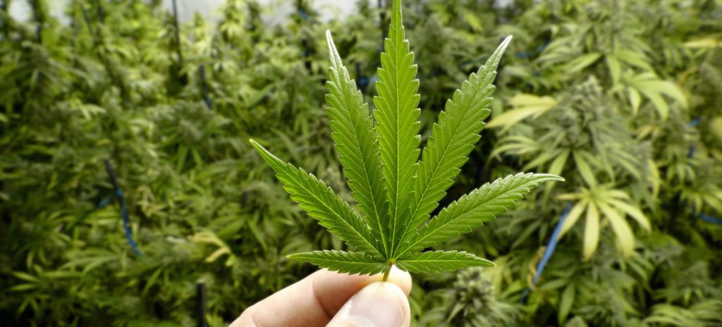 Marihuana reforma del Código Penal