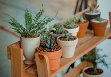 Cuales son los beneficios de tener plantas en casa plantas, hogar, beneficios, plantar