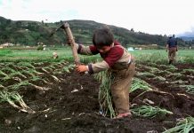 Autorizan el trabajo infantil en las tabacaleras de Jujuy trabajo infantil, jujuy, tabacaleras