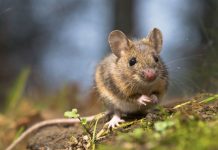 Confirmaron un caso de hantavirus y ya son siete en la Provincia