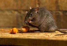 Hantavirus: Cómo prevenir el contagio virus hanta, hantavirus, prevención, como prevenir