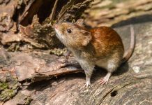 Hantavirus: el marido y el hijo de la mujer fallecida en La Plata están internados