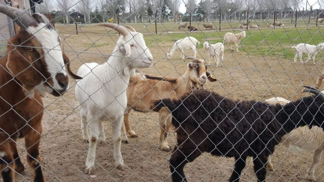 granja municipal, almirante brown, granja municipal de almirante brown