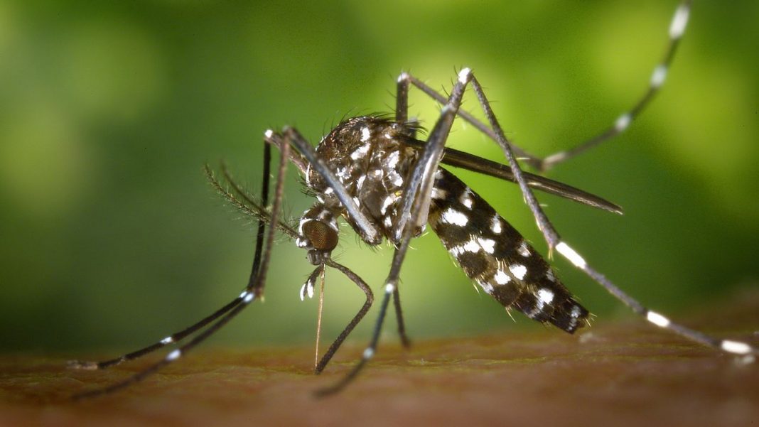 Dengue