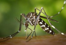 El Municipio de Almirante Brown difundió recomendaciones para prevenir el dengue Dengue