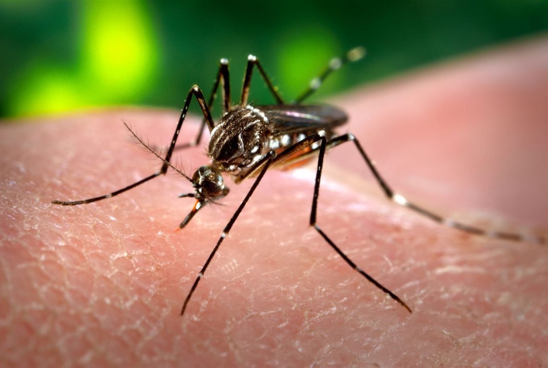 dengue,Aedes Aegypty, alerta,