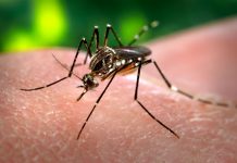 Alerta oficial por casos autóctonos de dengue en todo el país dengue,Aedes Aegypty, alerta,