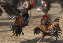 Más de 40 detenidos por participar en una «riña de gallos» en Florencio Varela riña de gallos, florencio varela