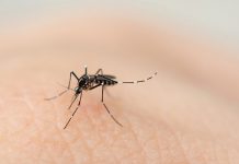 Dengue: cinco muertes y miles de casos confirmados