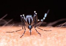 Crecen los casos autóctonos de dengue en la provincia de Buenos Aires