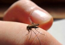 Más de 32 mil casos de dengue en nueve meses