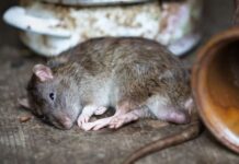 Preocupación por extraña hepatitis transmitida de ratas a humanos