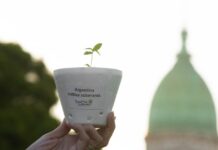 Cannabis medicinal: el Gobierno permitirá el cultivo personal y el expendio de aceites en farmacias