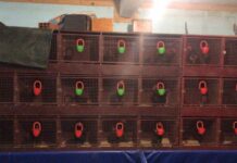 La Plata: secuestran 85 gallos de riña en un allanamiento