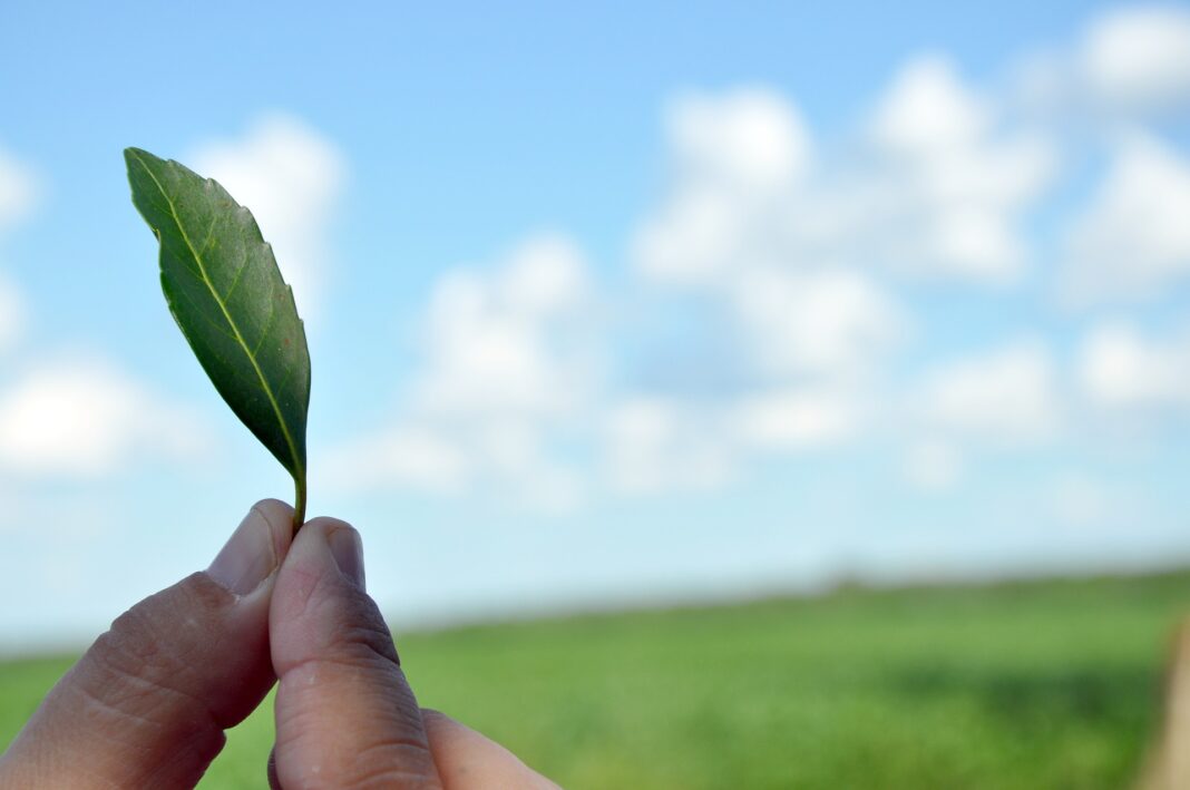 la leyenda de la yerba mate, yerba mate, historia de la yerba mate