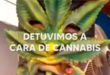 El show de Berni: detuvo a un cultivador de Cannabis Medicinal y lo acusa de narco cara de cannabis, sergio berni