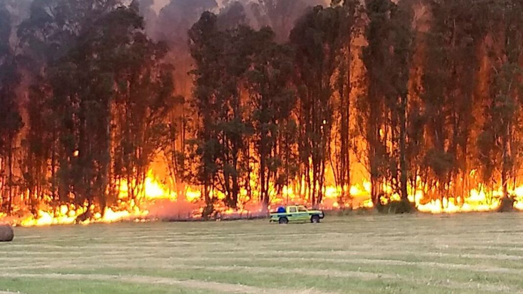 incendios, incendios forestales, tandil