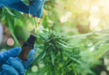 Mendoza reglamentó el cultivo de cannabis medicinal