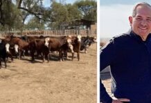 Encontraron 240 vacas robadas en el campo de José Alperovich