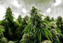 Cannabis medicinal: Córdoba adhirió a la ley nacional para su uso