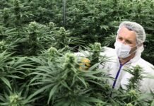 El gobernador Omar Perotti confirmó que Santa Fe producirá cannabis para uso medicinal