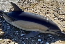 Conmoción en Río Negro por 35 delfines muertos a kilómetros de La Grutas