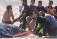 Emocionante rescate a una ballena encallada en las playas de Villa Gesell