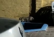 Longchamps en alerta: vecinos divisaron un puma deambulando en el jardín de una casa