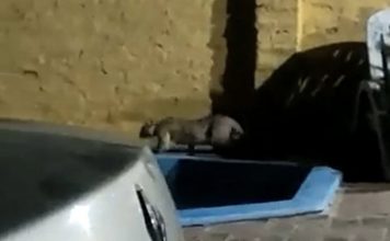 Longchamps en alerta: vecinos divisaron un puma deambulando en el jardín de una casa