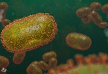 La OMS: El actual brote de viruela del mono podría ser «la punta del iceberg»