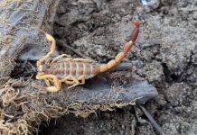 Desarrollan una app que identifica animales peligrosos para la salud | La herramienta detecta arañas, serpientes y escorpiones