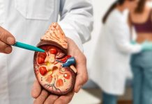 Diabetes: diseñan una terapia novedosa para recuperar la función de los riñones | El avance es realizado por investigadores del Conicet y la Universidad Nacional de Moreno