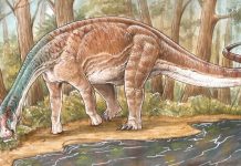 Científicos del CONICET descubrieron una nueva especie de dinosaurio titanosaurio  | En Neuquén